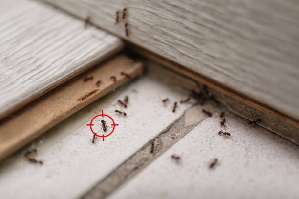Spider Control Near Me in Allison Park, PA