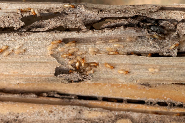 Best Cockroach Control Services  in Allison Rk, PA
